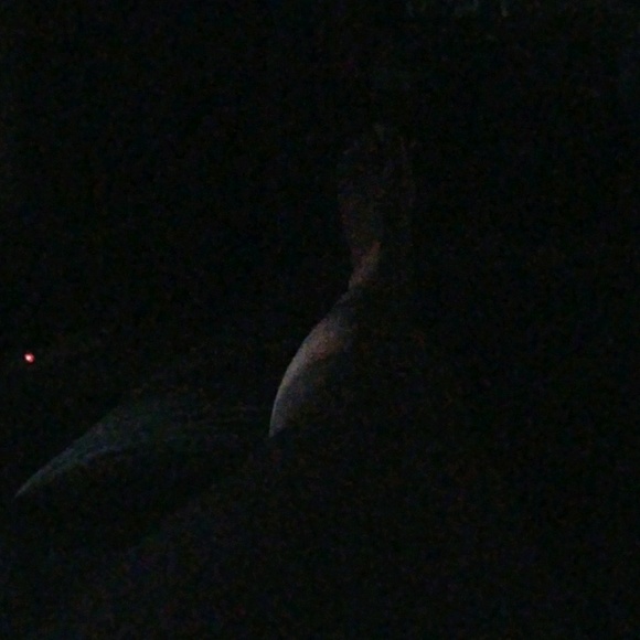 Meet your Posher, Monea - Picture 1 of 1